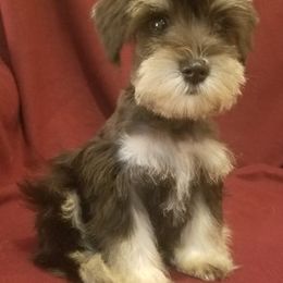 Miniature Schnauzers from Rosewood Pups