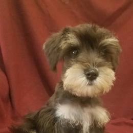 Miniature Schnauzers from Rosewood Pups