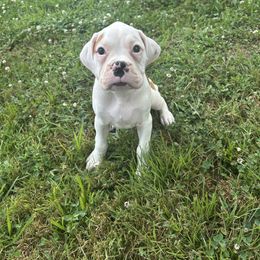 Female 2 - White female Boxer puppy in Prestonsburg, Kentucky from Bre’s Boxers