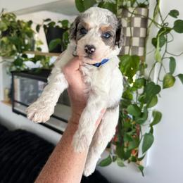 Plot Twist - Blue merle male Aussiedoodle puppy in Inman, South Carolina from Dark Corner Doodles