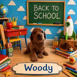 Boy 4 - Red  male Goldendoodle puppy in Julian, Pennsylvania from Happy Valley Doodles