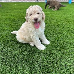 Tissot - Caramel cream male Australian Labradoodle puppy in Alamo, Texas from QuiSal Labradoodles
