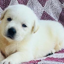 Boy 2 - Yellow male Labrador Retriever puppy in Jamestown, Ohio from Heartlands Quality Labrador Retrievers