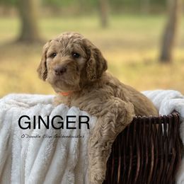 Goldendoodle Puppies from O’Doodle Clan Goldendoodles