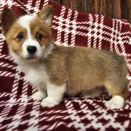 Madame Morrible - Red female Pembroke Welsh Corgi puppy in Castle Rock, Washington from Heckman Corgis