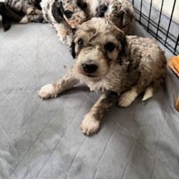 Aussiedoodle Puppies from Nottingham Aussiedoodles