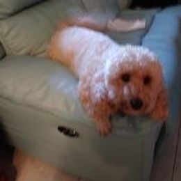 Labradoodles from Yappy Acres