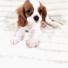 Uno - Blenheim male Cavalier King Charles Spaniel puppy in Wilburton, Oklahoma from My Kids Kennel