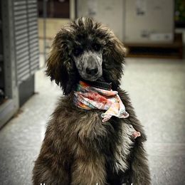 Sage - Phantom female Poodle puppy in Greenville, North Carolina from Grace Poodles