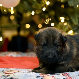 German Shepherd Puppies from Little Bear German Shepherds