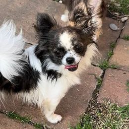Trigger - Chihuahua