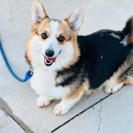 Annie - White and black female Pembroke Welsh Corgi puppy in Benjamin, Utah from Nuna’s  Corgis