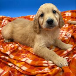 Boy 4 - Dark golden male Golden Retriever puppy in Spanaway, Washington from 11 Oaks Kennels