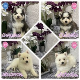 Pomsky Puppies from Royal Palm Pomskies