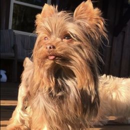 Yorkshire Terriers from Yorkies By Cheri