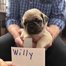 Willy - Fawn male Pug puppy in Lexington, Alabama from Cook Grandy