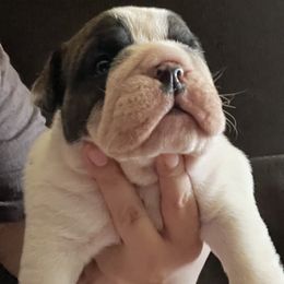 Bulldogs from Eileen Gonzalez