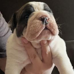 Bulldogs from Eileen Gonzalez