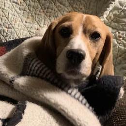 Beagles from Aspeotes Beagles