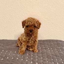 Tweed - Red  male Poodle puppy in Bells, Texas from Partridge Doodles and Poodles