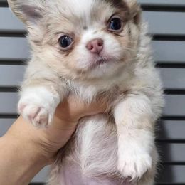 Chihuahua and Pomeranian Puppies from Exotic City Pomeranians