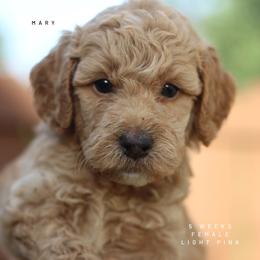 Mary - Apricot female Goldendoodle puppy in Lawton, Oklahoma from Nova's Minidoodles