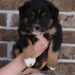 Australian Shepherd, Miniature American Shepherd, and Miniature Australian Shepherd Puppies from Painted Blue Aussies