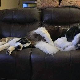 Saint Bernard Puppies from Brushy Creek Saints