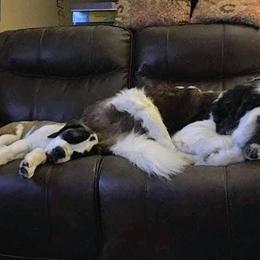 Saint Bernard Puppies from Brushy Creek Saints