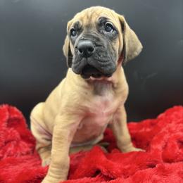 Kiara - Fawn female Great Dane puppy in Grand Junction, Colorado from Top Brackett Danes