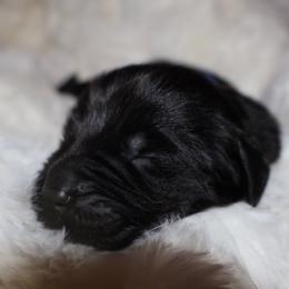 Boy 4 - Black male Newfoundland puppy in Tallahassee, Florida from Noble Newfoundlands