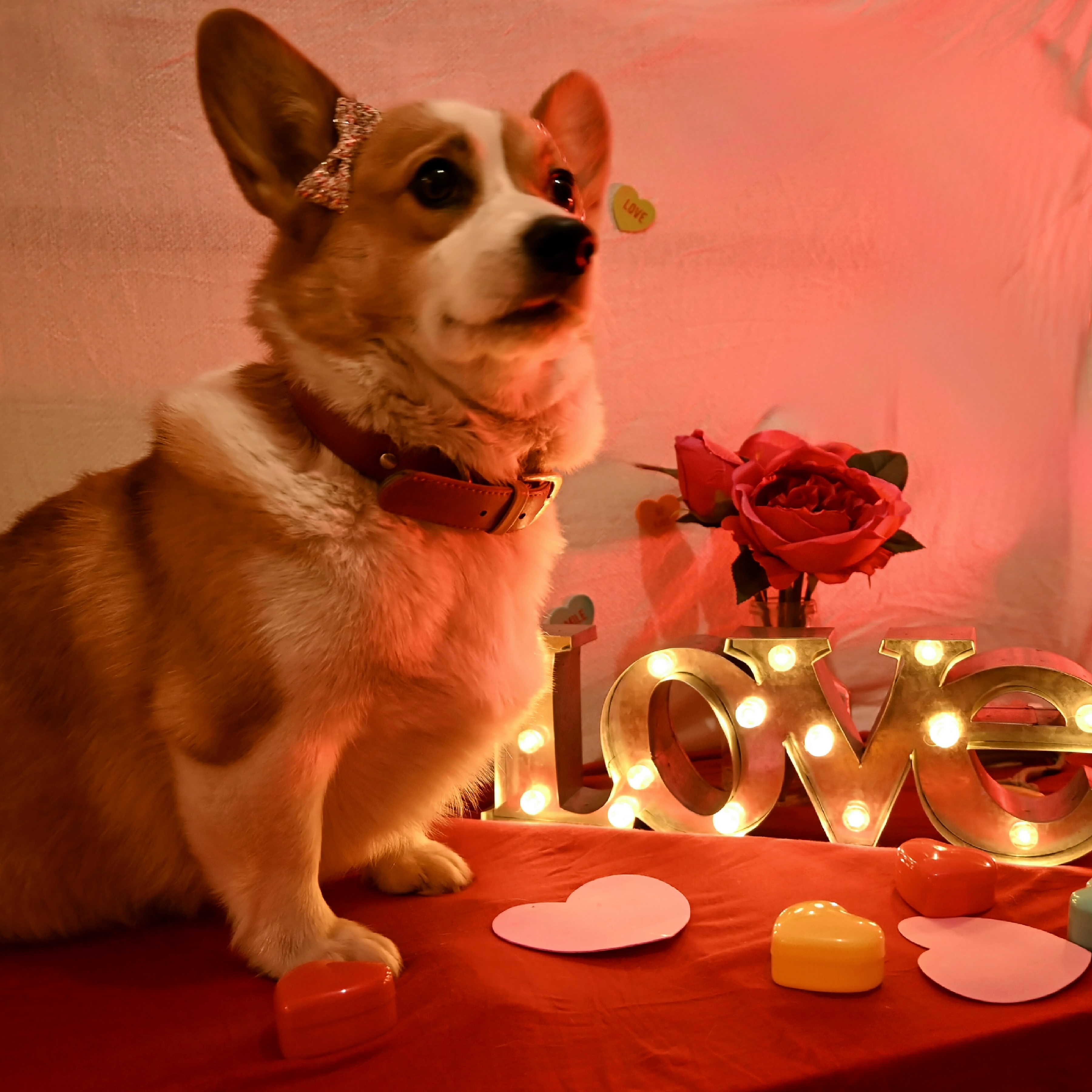 Zoe - Pembroke Welsh Corgi