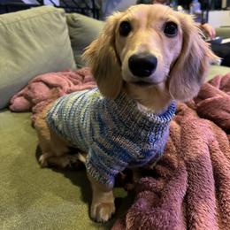 Dachshund Puppies from Northwest Dachshunds