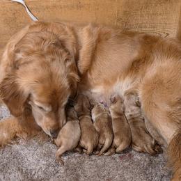 Golden Retriever puppies from Davis's Golden Retrievers