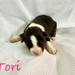 Tori - Tri-color female Border Collie puppy in Cedartown, Georgia from Ferguson Border Collies