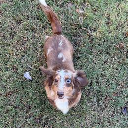 Maggie - Dapple female Dachshund puppy in Arab, Alabama from Cantrell’s Dachshund Den