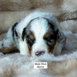 Male Blue Merle - Blue merle male Australian Shepherd puppy in San Mateo, California from Acheron Aussies