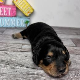 Jasper - Black and tan male Dachshund puppy in Miami, Florida from Maitime Dachshund