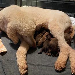 Kimber - Poodle