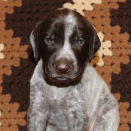 German Shorthaired Pointer Puppies from GLC Pointers