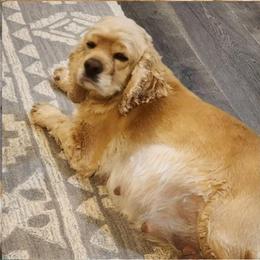 Brandy - Cocker Spaniel