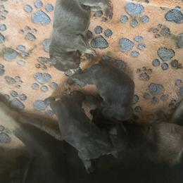 Rick - Blue male French Bulldog puppy in Philadelphia, Pennsylvania from Kiki Leigh Frenchies