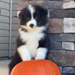 Toby - Black male Border Collie puppy in Dunn, North Carolina from Coylety Border Collies