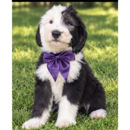 Dark purple collar - Black and white female Sheepadoodle puppy in Mesa, Arizona from Desert Sheepies and Doodles
