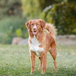 Allie - Nova Scotia Duck Tolling Retriever