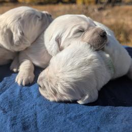 Orion - Light golden male Golden Retriever puppy in Colville, Washington from Rosehaven Homestead