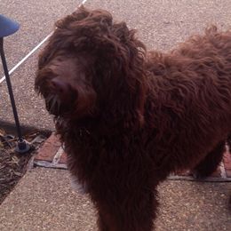 Double Doodles, Goldendoodles, and Labradoodles from Dixie Magnolia Doodles