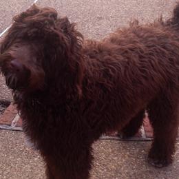 Double Doodles, Goldendoodles, and Labradoodles from Dixie Magnolia Doodles