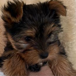 Sunny - Black and gold female Yorkshire Terrier puppy in Phoenix, Arizona from Coursey’s Yorkies