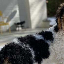 Old English Sheepdogs, Poodles, and Sheepadoodles from Life Unleashed Farm